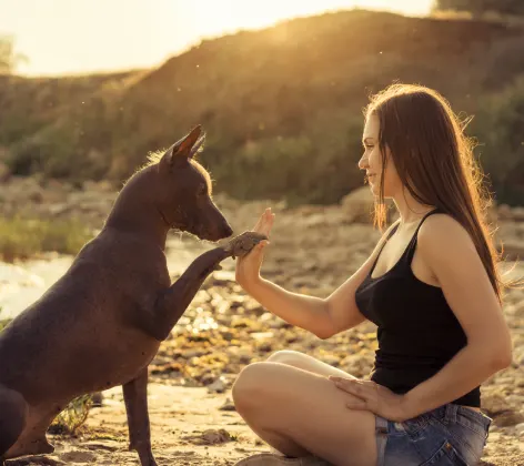 Brown short haired dog is giving a high-five to a lady sitting cross legged on a beach.